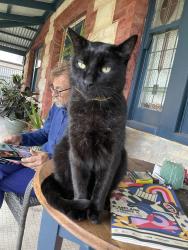 Lost Male Cat last seen Slug and lettuce hotel, Salisbury, SA 5108