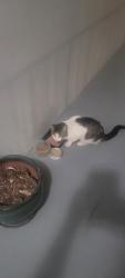 Found/Stray Unknown Cat last seen NE 18TH AND Bayview Dr, Fort Lauderdale, FL 33305