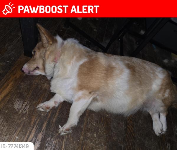 Lost Female Dog last seen Microchipped,  my info & vert info. That's her sister, but she is all brown and white distinctive brown spot on top of bed. , Fort Washington, MD 20744