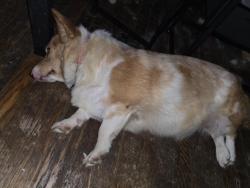 Lost Female Dog last seen Microchipped,  my info & vert info. That's her sister, but she is all brown and white distinctive brown spot on top of bed. , Fort Washington, MD 20744