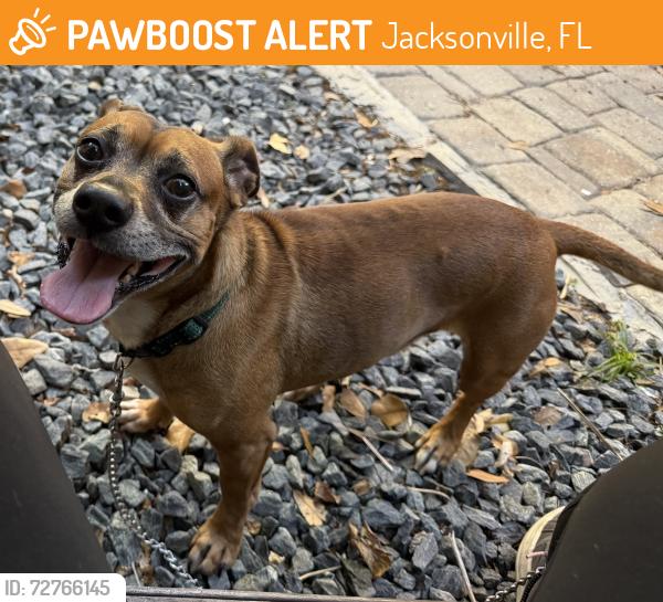 Found/Stray Male Dog last seen County Dock Rd between Mandarin Rd and Loretta Rd, Jacksonville, FL 32223