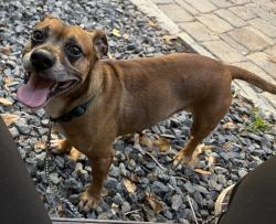 Found/Stray Male Dog last seen County Dock Rd between Mandarin Rd and Loretta Rd, Jacksonville, FL 32223