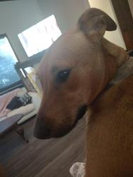 Lost Male Dog last seen Plato/caudor , Encinitas, CA 92024