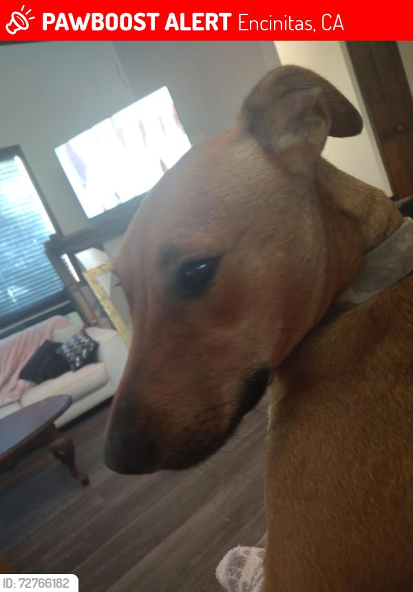 Lost Male Dog last seen Plato/caudor , Encinitas, CA 92024