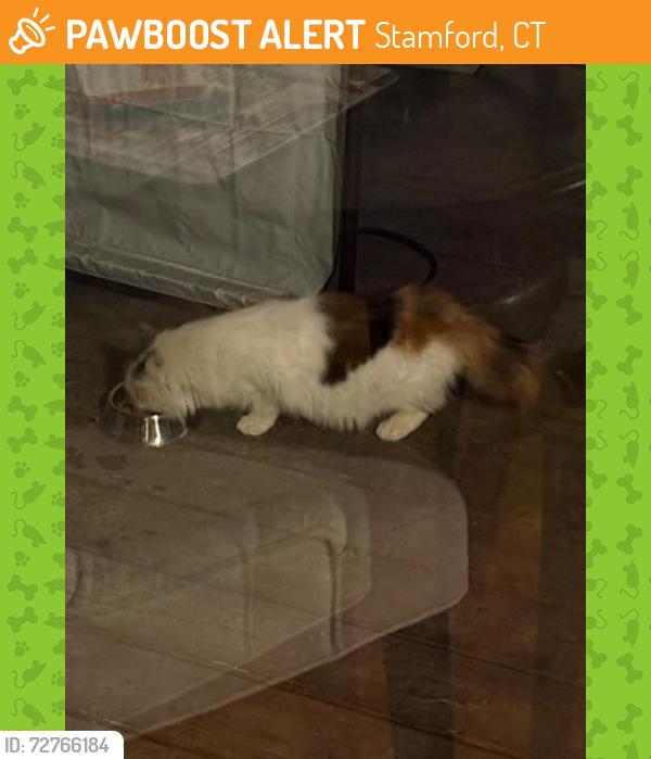 Found/Stray Unknown Cat last seen Cove Road, Sound View Avenue, Stamford, CT 06902