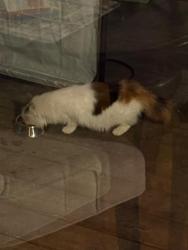 Found/Stray Unknown Cat last seen Cove Road, Sound View Avenue, Stamford, CT 06902