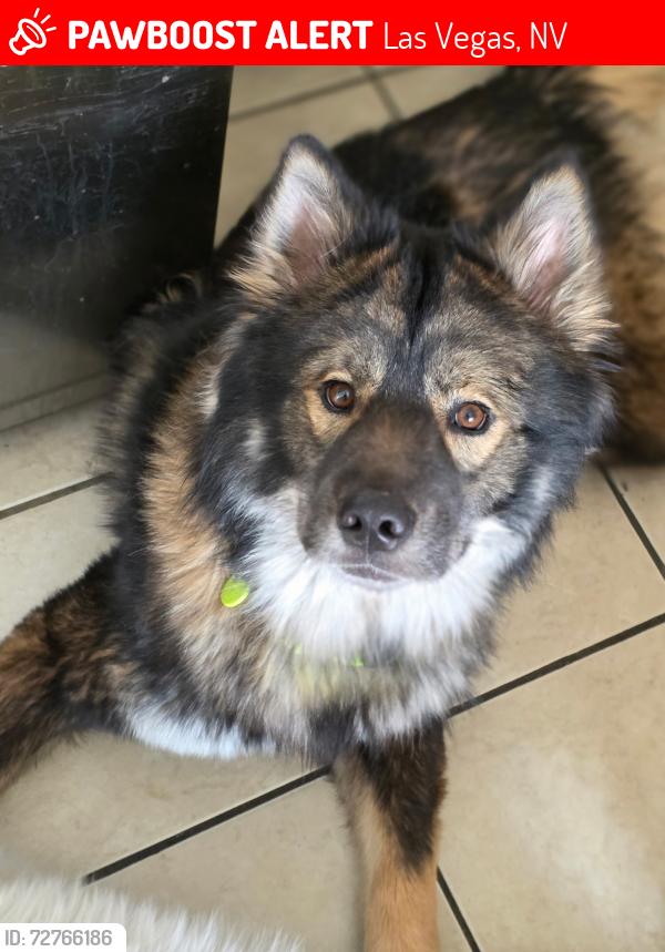 Lost Male Dog last seen Spring mountain and buffalo , Las Vegas, NV 89147
