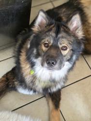 Lost Male Dog last seen Spring mountain and buffalo , Las Vegas, NV 89147