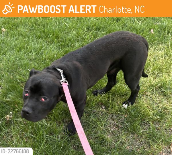 Found/Stray Male Dog last seen Millstream Ridge Drive, Charlotte, NC 28269