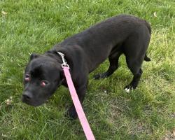 Found/Stray Male Dog last seen Millstream Ridge Drive, Charlotte, NC 28269