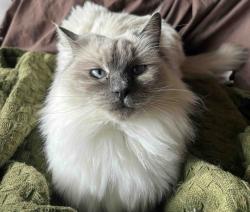 Lost Female Cat last seen Wyndham Vale Square Shopping Centre, Wyndham Vale, VIC 3024