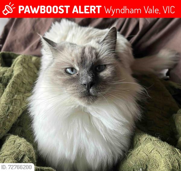 Lost Female Cat last seen Wyndham Vale Square Shopping Centre, Wyndham Vale, VIC 3024