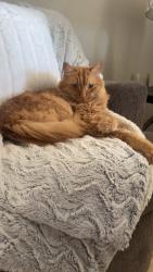 Lost Male Cat last seen van buren ave, Tucson, AZ 85756