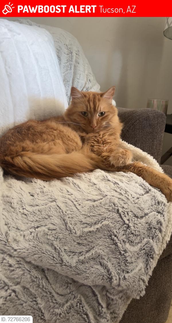 Lost Male Cat last seen van buren ave, Tucson, AZ 85756