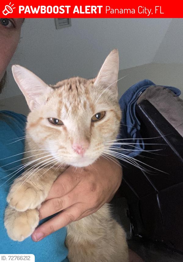 Lost Male Cat last seen Hickory Street, Arrow, Panama City, FL 32404