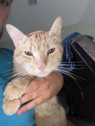 Lost Male Cat last seen Hickory Street, Arrow, Panama City, FL 32404