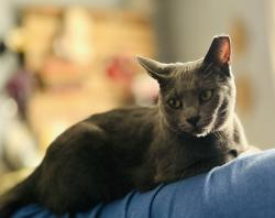Lost Female Cat last seen Highway 96, Arrington, TN 37014