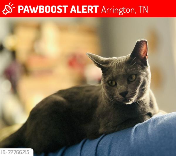 Lost Female Cat last seen Highway 96, Arrington, TN 37014