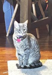 Lost Female Cat last seen Berry and west Lindsay , Norman, OK 73069