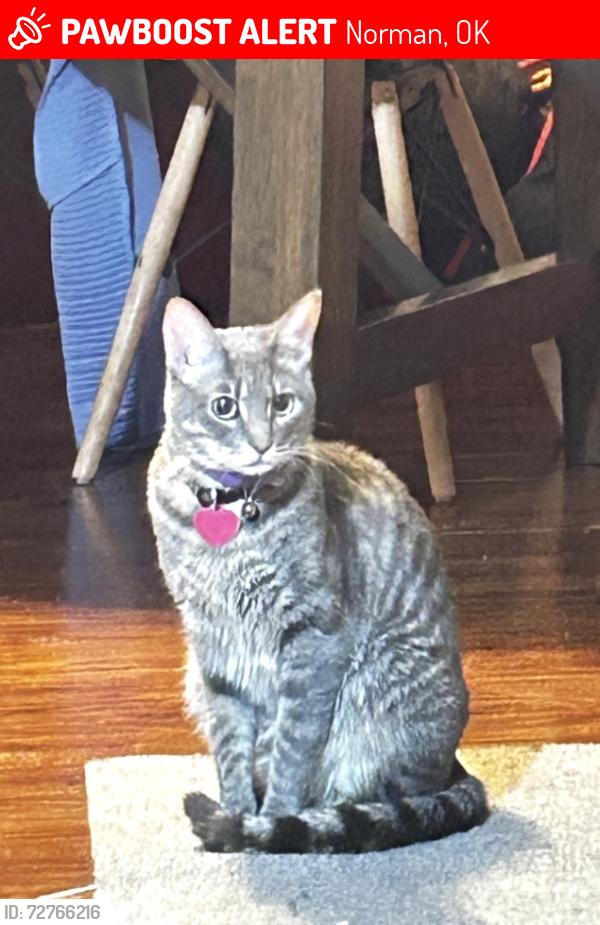 Lost Female Cat last seen Berry and west Lindsay , Norman, OK 73069