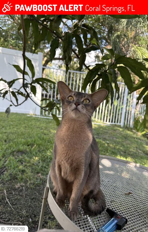Lost Female Cat last seen Near Ramlewood  Dr Coral Springs , Coral Springs, FL 33071