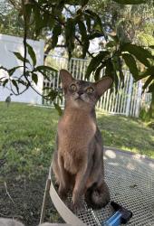 Lost Female Cat last seen Near Ramlewood  Dr Coral Springs , Coral Springs, FL 33071