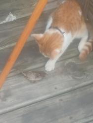 Found/Stray Male Cat last seen 66th an Seeley, Chicago, IL 60636