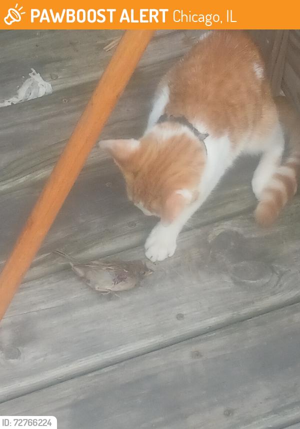 Found/Stray Male Cat last seen 66th an Seeley, Chicago, IL 60636
