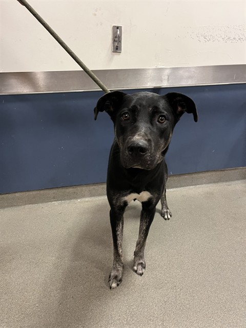 Shelter Stray Female Dog last seen Near BLOCK PERVIZ AVE, Doral, FL 33122