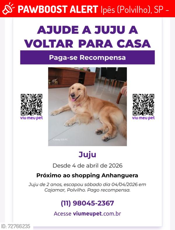 Lost Female Dog last seen Shopping Anhanguera Cajamar , Ipês (Polvilho), SP 07791-842