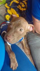 Lost Male Dog last seen Steven street , Muskegon, MI 49442