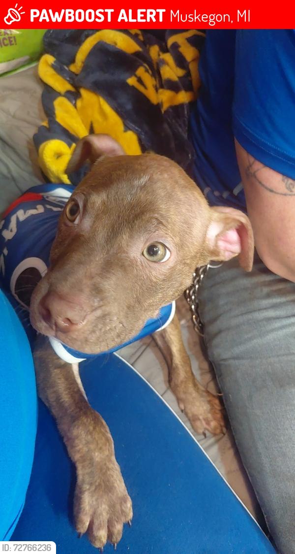 Lost Male Dog last seen Steven street, Muskegon, MI 49442