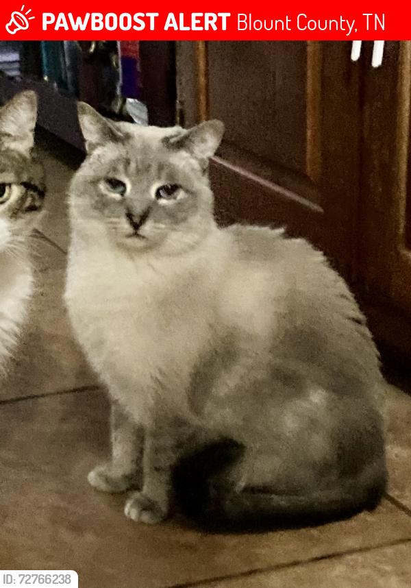 Lost Male Cat last seen J Riely West and Maple Lane, Blount County, TN 37742