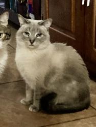 Lost Male Cat last seen J Riely West and Maple Lane, Blount County, TN 37742