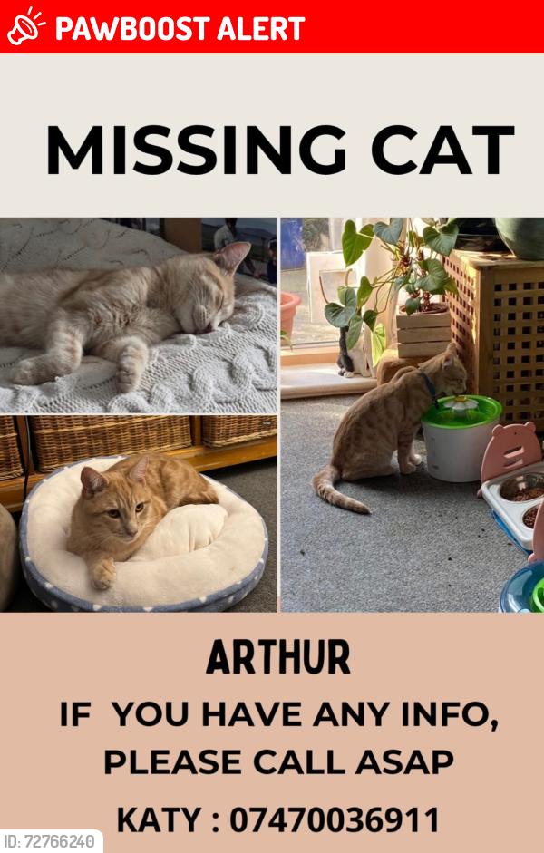 Lost Male Cat last seen Beachcroft place , South Lancing, England BN15 8AL