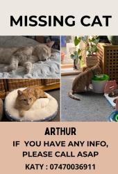 Lost Male Cat last seen Beachcroft place , South Lancing, England BN15 8AL