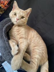 Lost Male Cat last seen 5th avenue and juniper , Richmond, VA 23222