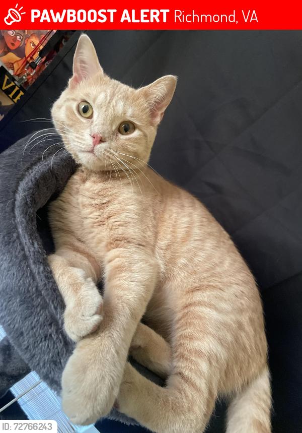 Lost Male Cat last seen 5th avenue and juniper, Richmond, VA 23222