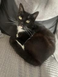 Lost Male Cat last seen Lower Road , Kent, England ME13