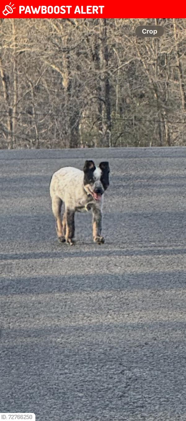 Lost Female Dog last seen Ferguson Rd, Cleburne County, AR 72543
