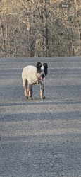 Lost Female Dog last seen Ferguson Rd, Cleburne County, AR 72543