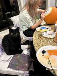 Lost Male Cat last seen Glenwood dr, Trenton, GA 30752