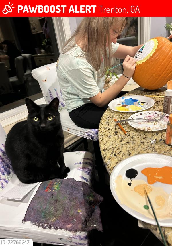 Lost Male Cat last seen Glenwood dr, Trenton, GA 30752