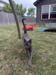 Lost Male Cat last seen 71st and Midway, Broken Arrow, OK 74014