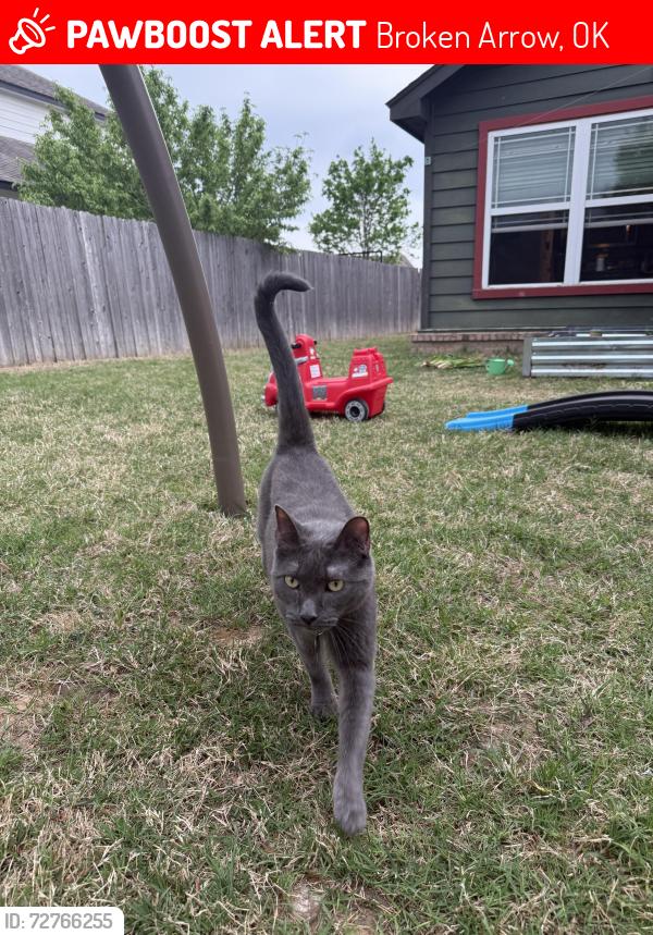 Lost Male Cat last seen 71st and Midway, Broken Arrow, OK 74014