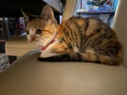 Lost Female Cat last seen 118th elementary school, Los Angeles, CA 90059