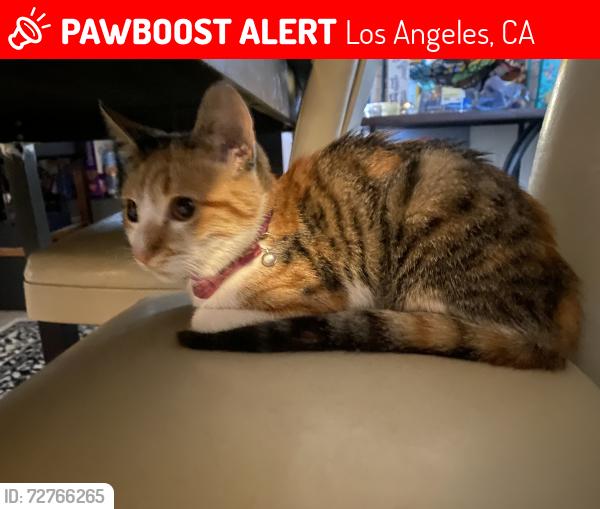 Lost Female Cat last seen 118th elementary school, Los Angeles, CA 90059