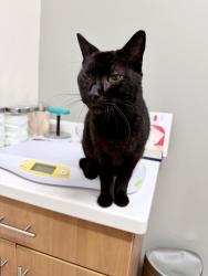 Found/Stray Male Cat last seen Park Ave x 17-92, Maitland, FL 32751
