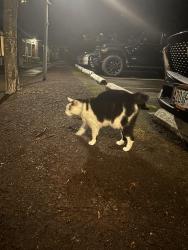 Found/Stray Unknown Cat last seen In front of the old river place athletic club , Portland, OR 97201
