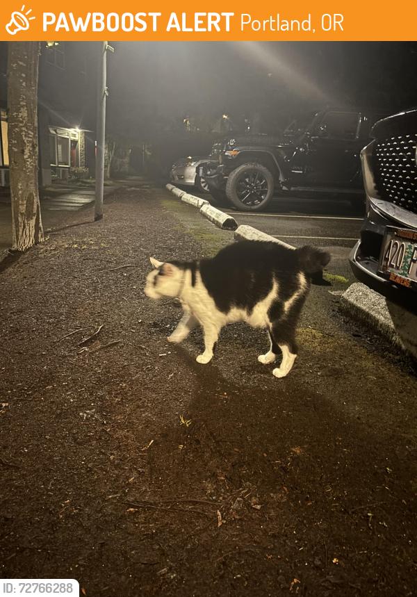 Found/Stray Unknown Cat last seen In front of the old river place athletic club , Portland, OR 97201